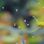 餌の与え方　ゴールデンハニー・ドワーフグラミー